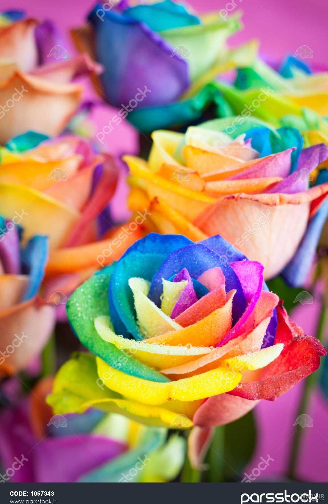 عکس دسته گل عروس رنگی عکس دسته گل عروس رنگی