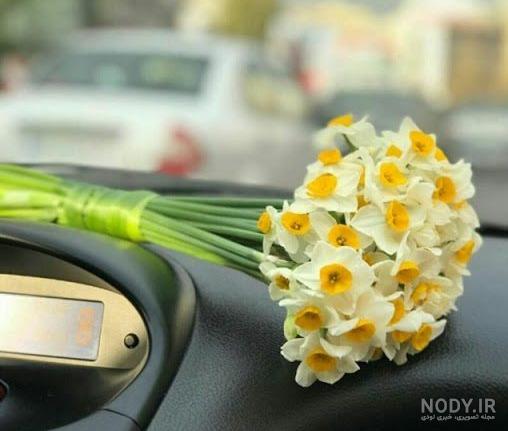 عکس دشت گل نرگس