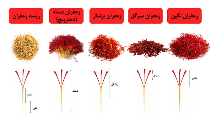 عکس زعفران سرگل