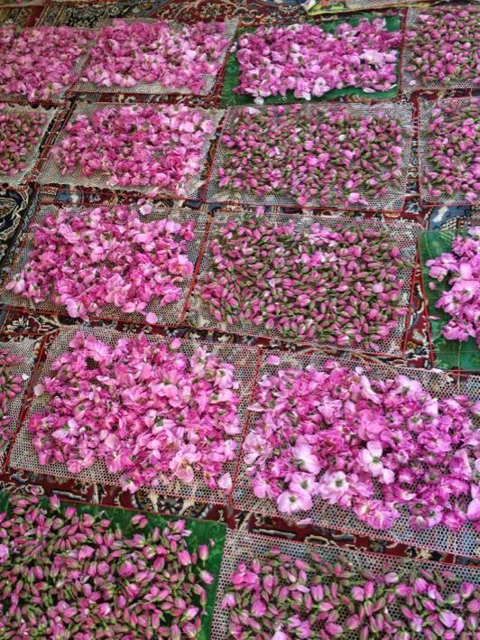 دانلود اهنگ یحیی گل محمدی
