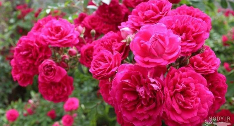 سوتی شبکه خبر گل محمدی