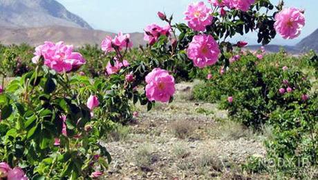سوتی یحیی گل محمدی در بازی سپاهان