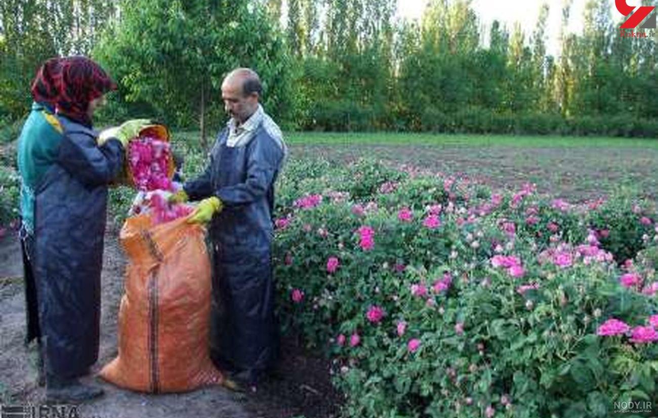 شادی یحیی گل محمدی