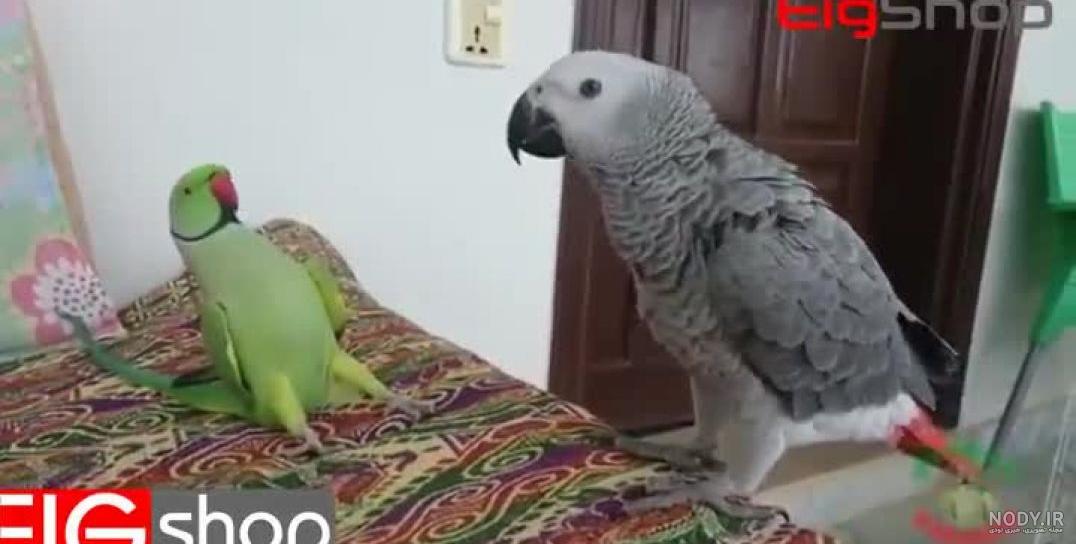 شاه طوطی خنده دار
