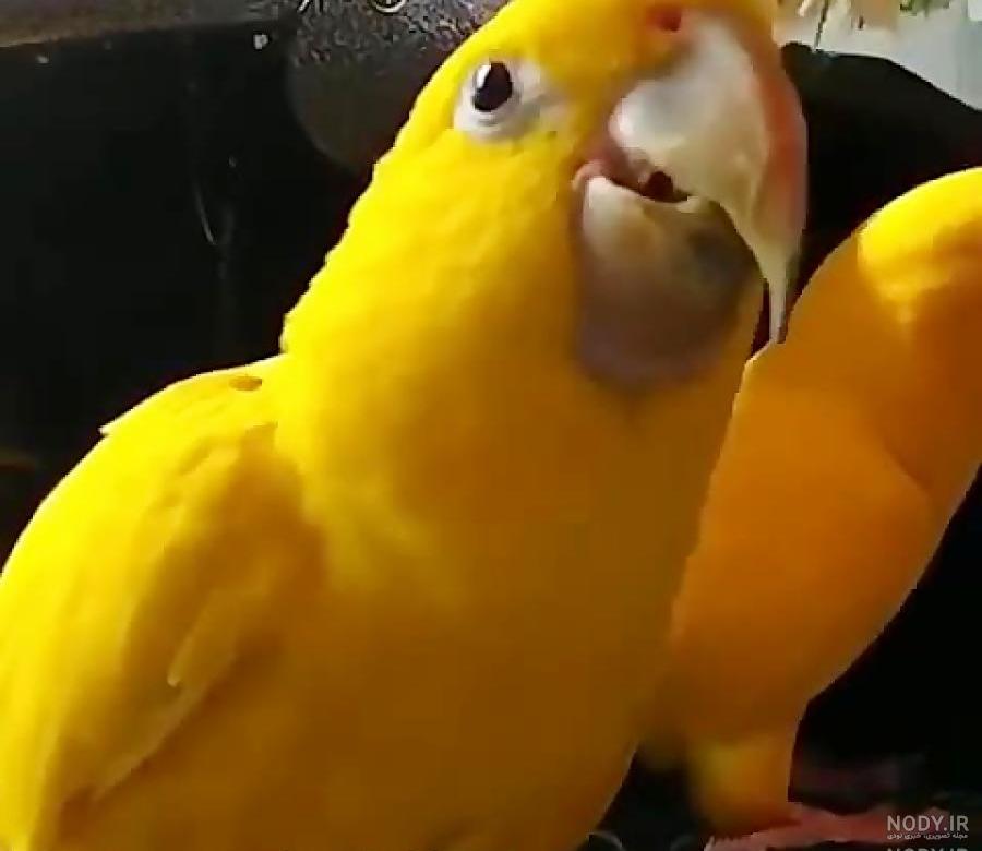 طوطی سخنگو خنده دار