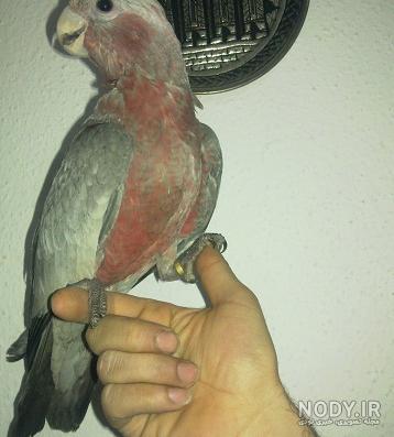 کلیپ خنده دار طوطی سخنگو