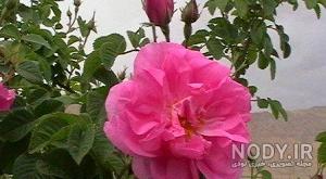 گل های یحیی گل محمدی