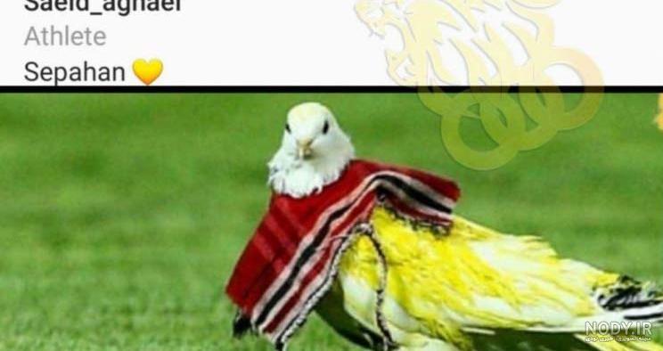 ساناز دوست دختر سعید آقایی ساناز دوست دختر سعید آقایی
