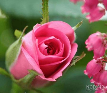 عکس برای استوری واتساپ دخترانه