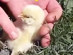 عکس جوجه عروسکی عکس جوجه عروسکی