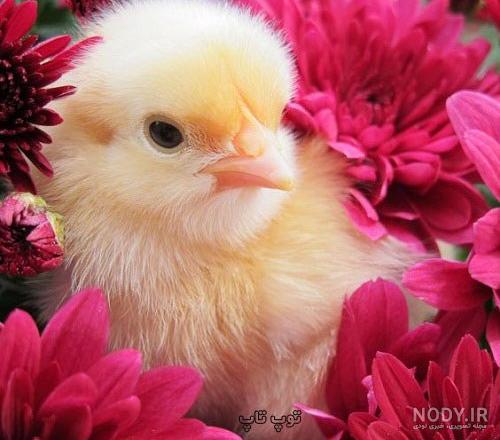 عکس جوجه عروسکی عکس جوجه عروسکی