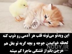 عکس جوجه و مرغ عکس جوجه و مرغ