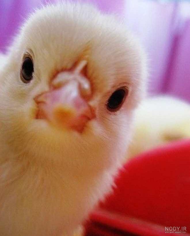 عکس جوجه کیوت دلبر عکس جوجه کیوت دلبر
