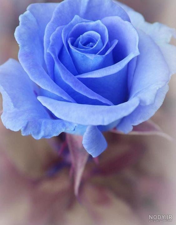 عکس گل با نوشته زیبا عکس گل با نوشته زیبا