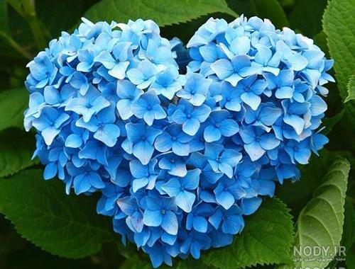 عکس گل زیبا برای پروفایل واتساپ دخترانه عکس گل زیبا برای پروفایل واتساپ دخترانه