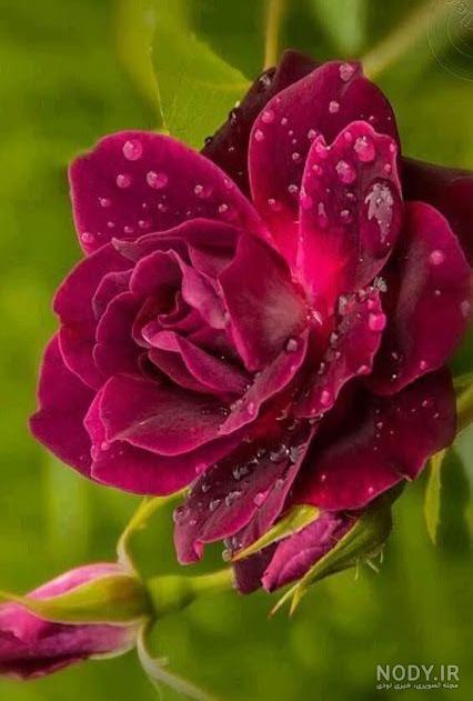عکس گل نوشته دار عکس گل نوشته دار
