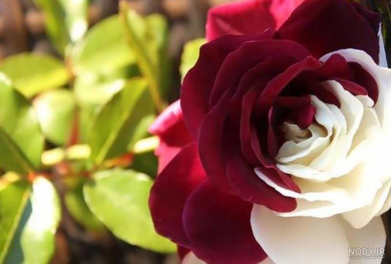 عکس گل نوشته دار خدا عکس گل نوشته دار خدا