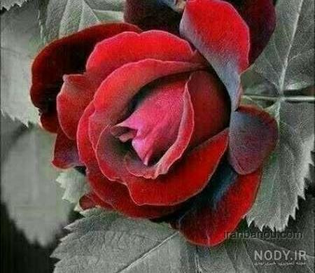 عکسهای بسیار زیبا عکسهای بسیار زیبا