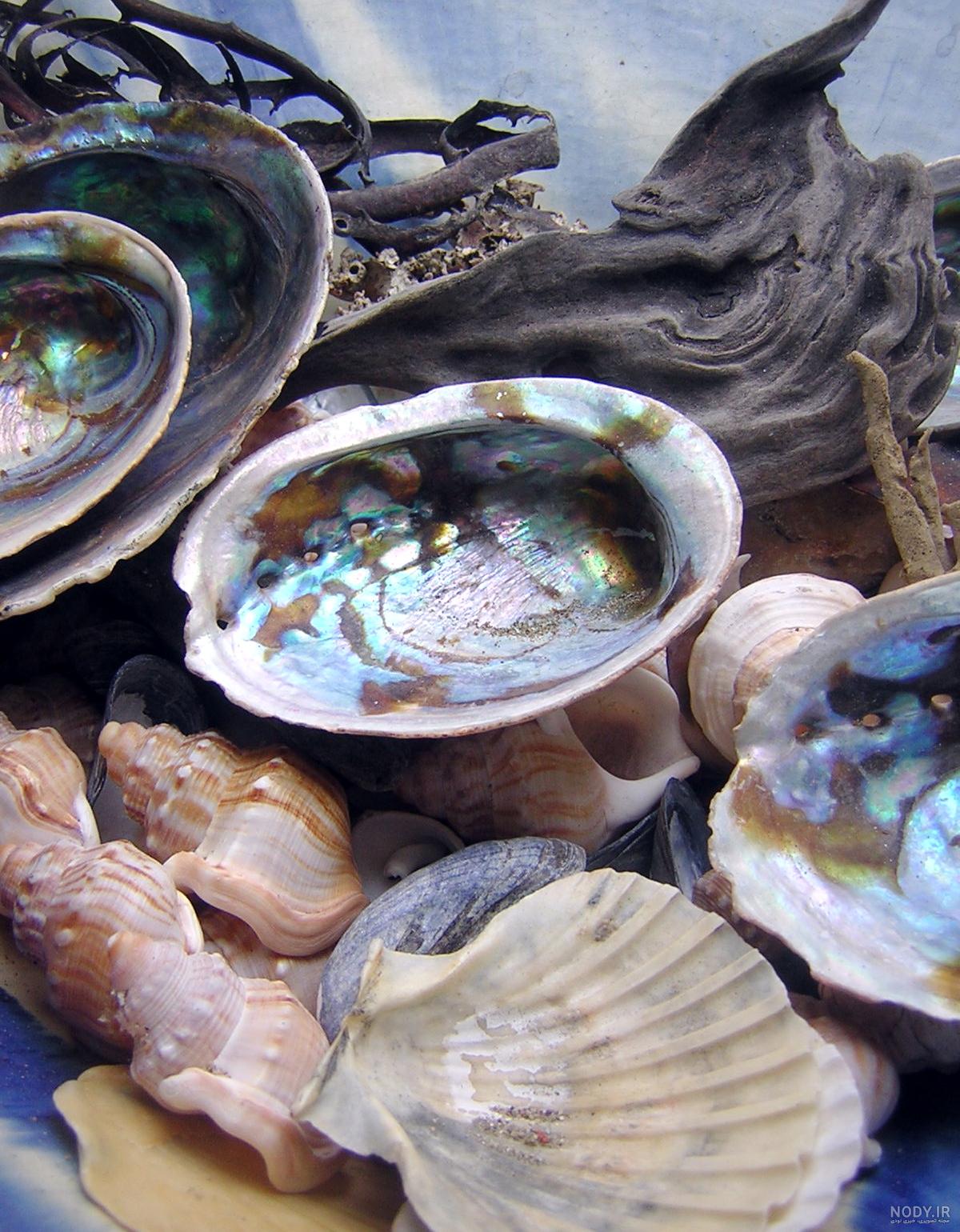  عکس از صدف زنده