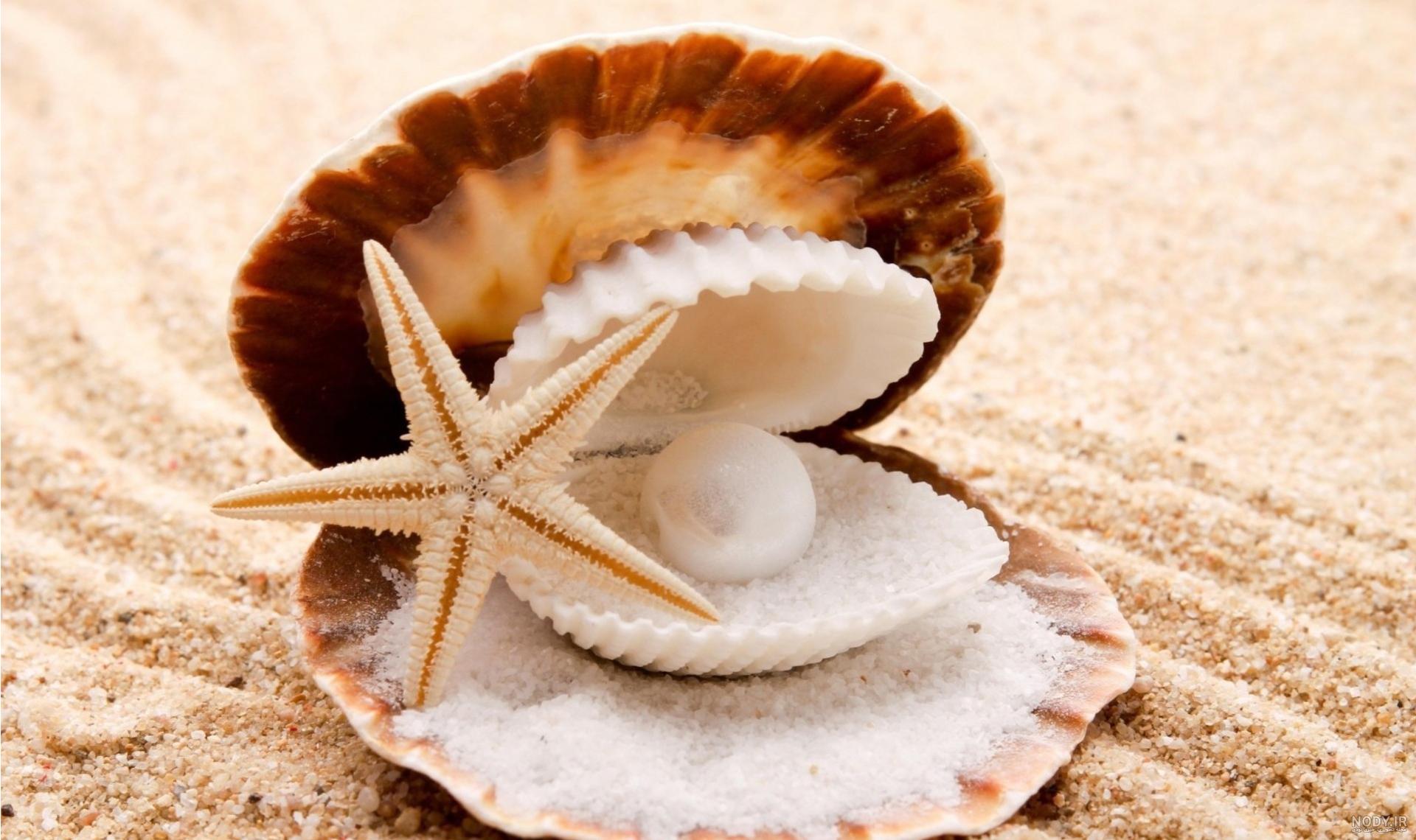  عکس از صدف زنده