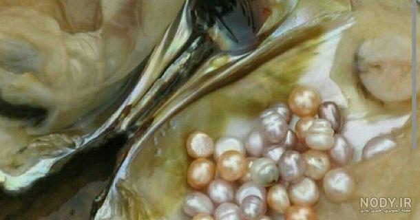  عکس از صدف زنده