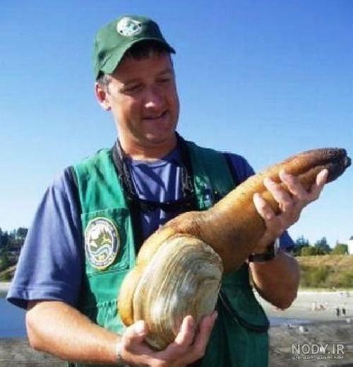  عکس از صدف زنده