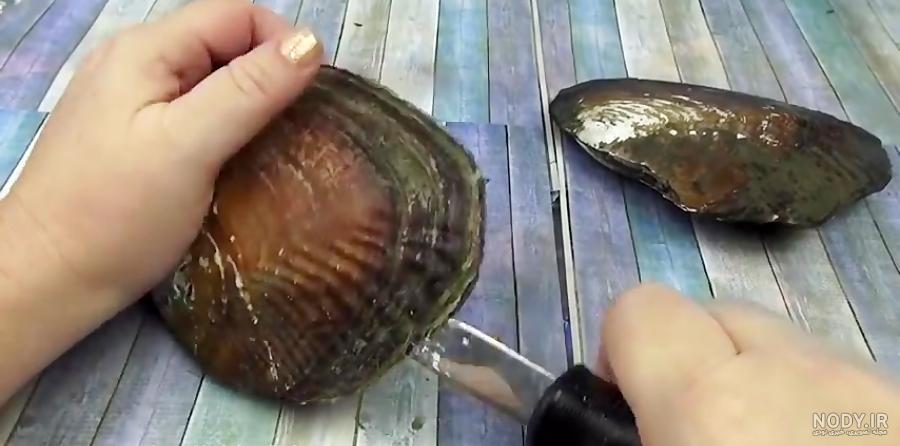 عکس از صدف زنده