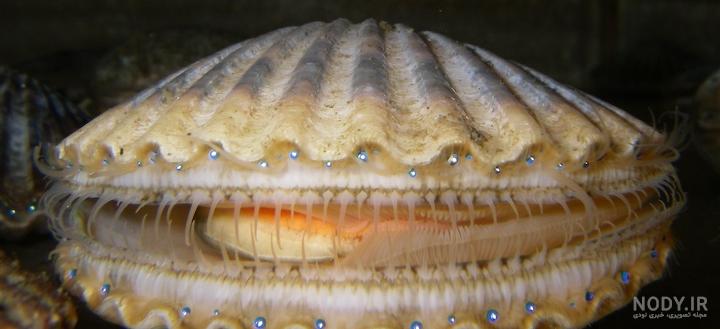  عکس از صدف زنده