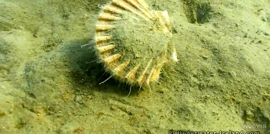  عکس از صدف زنده