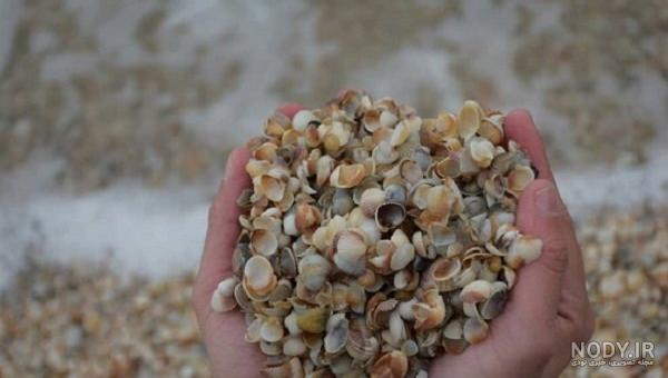  عکس از صدف زنده