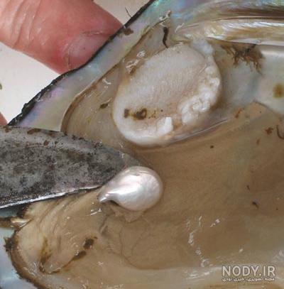 انواع سنگ صدف انواع سنگ صدف
