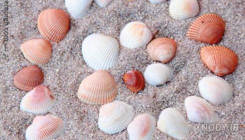 عکس زیباترین صدف های دریایی