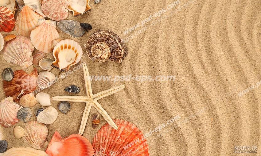 عکس صدف زیبا برای پروفایل