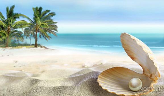 عکس صدف واقعی عکس صدف واقعی