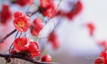 اعضای شورای شهر ساوه اعضای شورای شهر ساوه