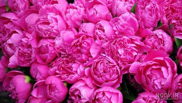 سعیده محمودی شورای ساوه سعیده محمودی شورای ساوه