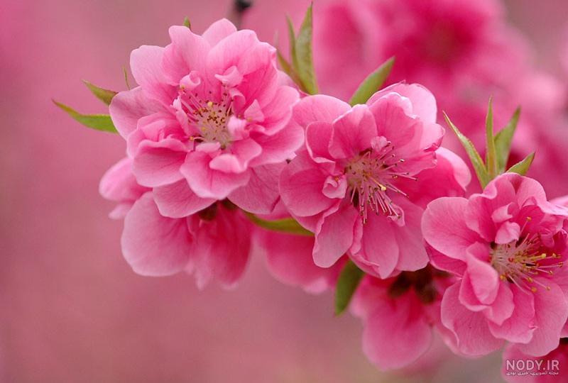شکوفه محمدی ساوه شکوفه محمدی ساوه