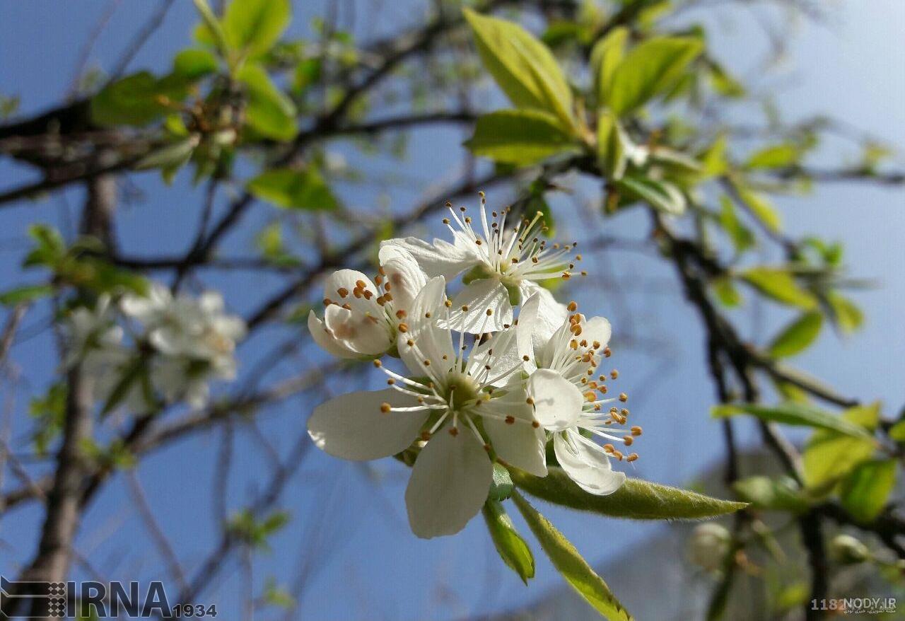 عکس آلوچه برای پروفایل