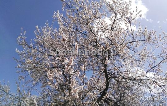 عکس آلوچه ترش