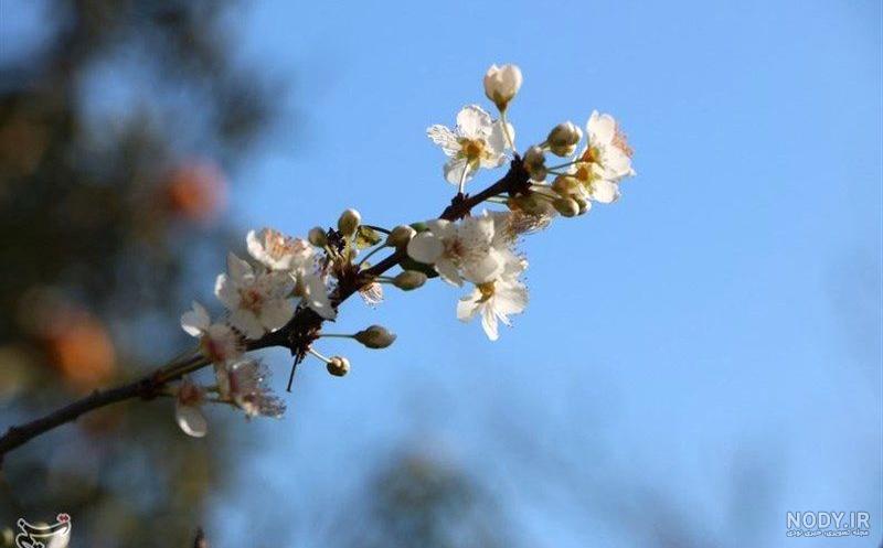 عکس آلوچه جنگلی