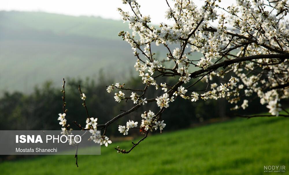 عکس آلوچه سبز