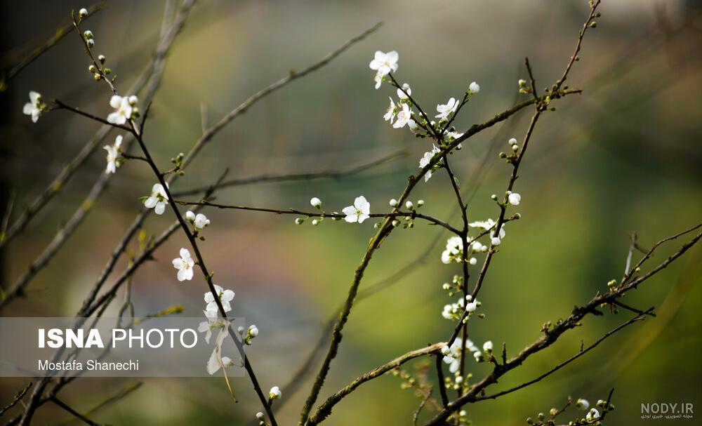 عکس آلوچه سبز با نمک