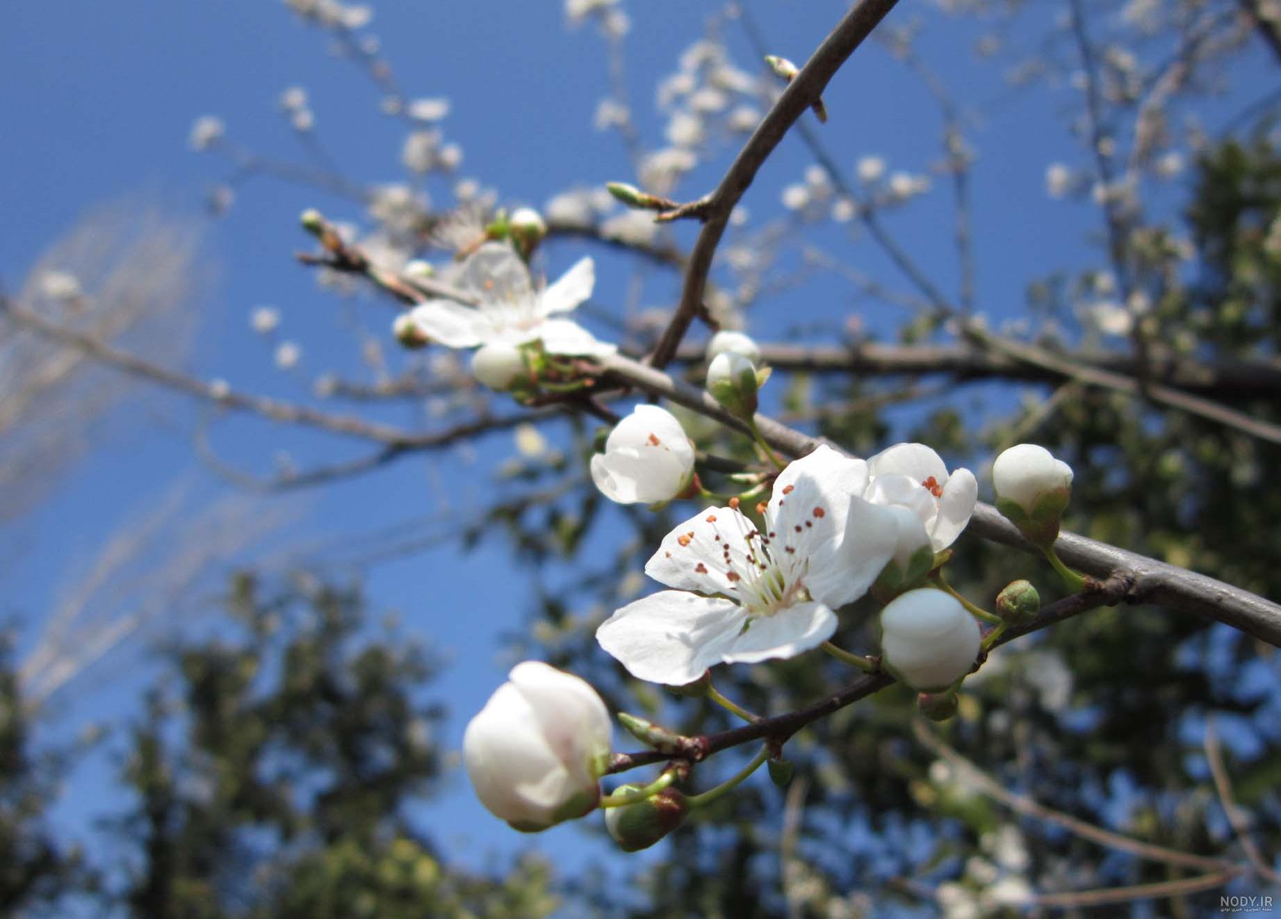 عکس آلوچه قرمز