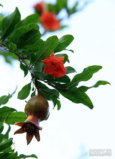 عکس از شکوفه انار
