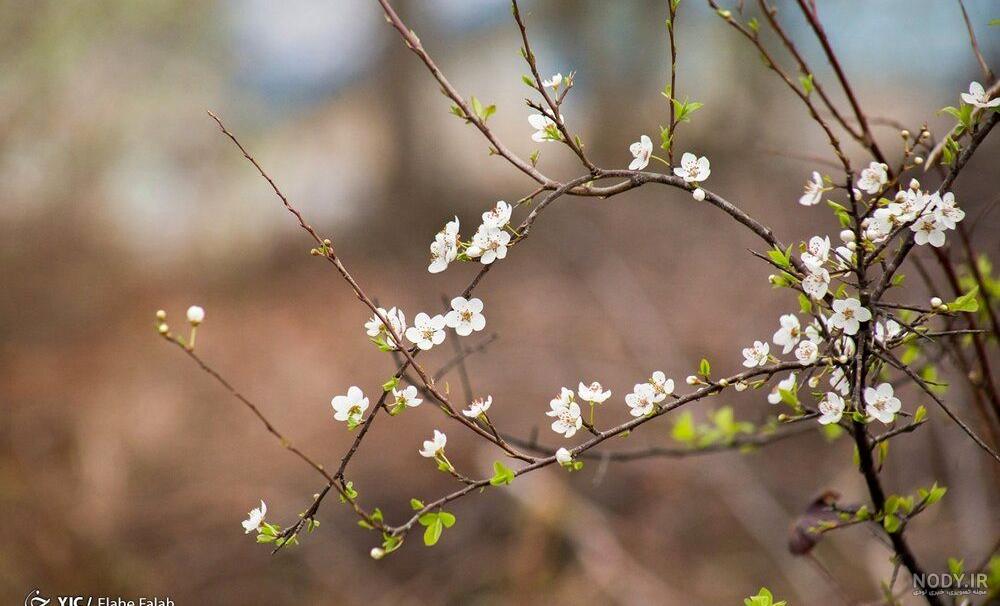 عکس الوچه برای استوری
