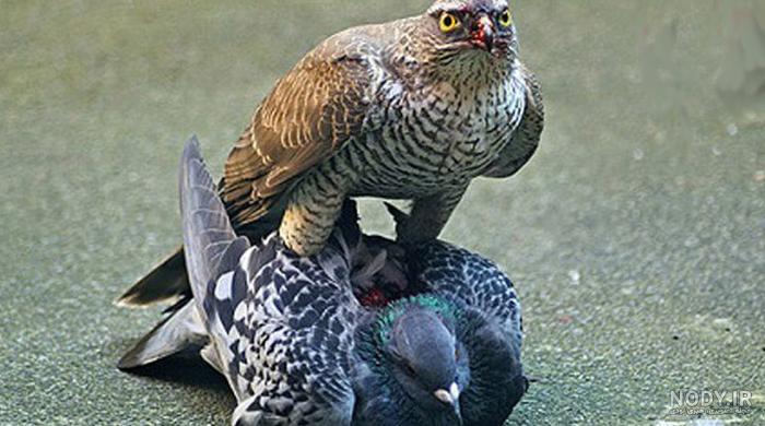 عکس بچه شاهین عکس بچه شاهین