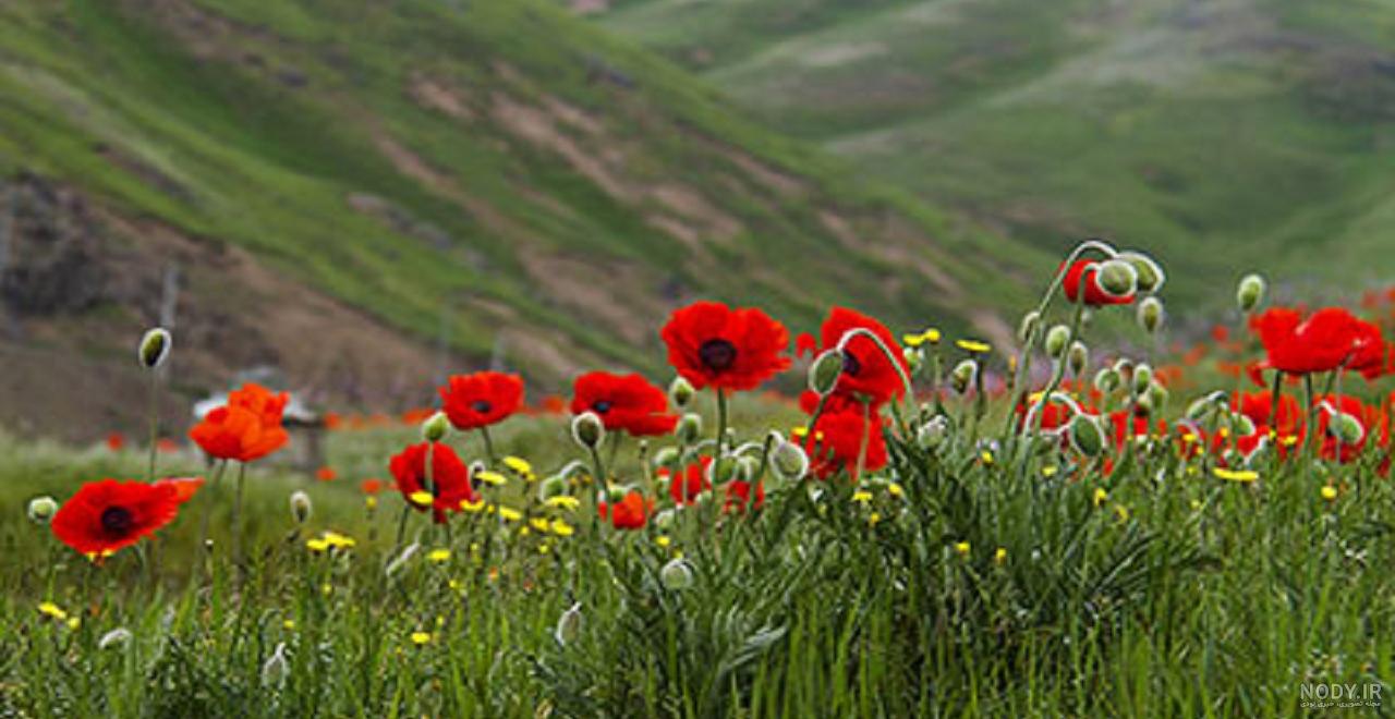 عکس دختر با گل شقایق عکس دختر با گل شقایق