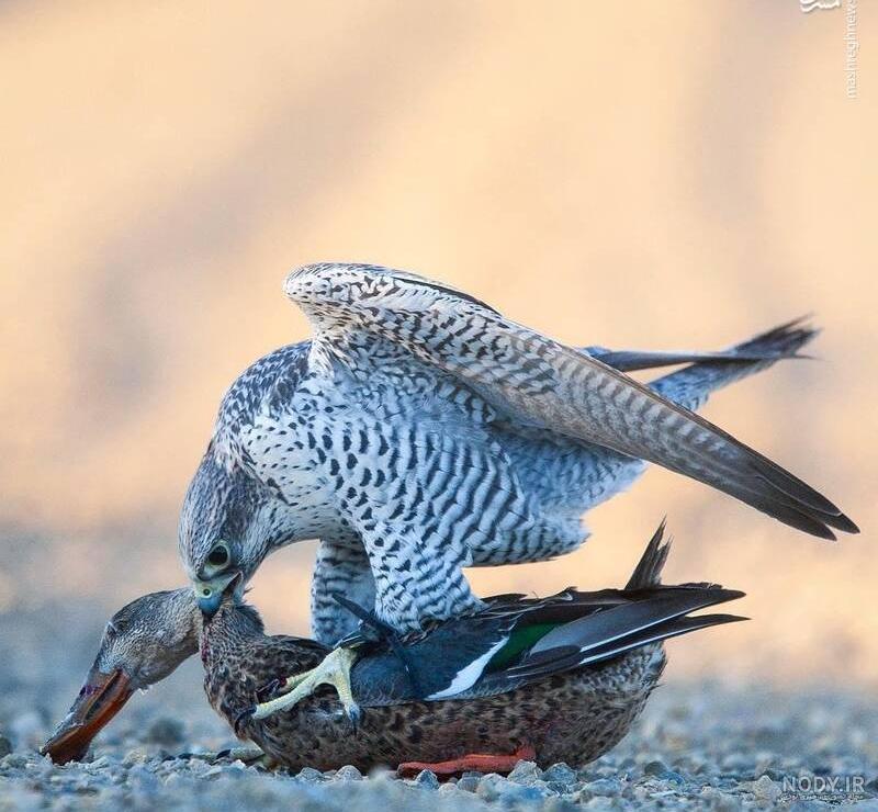 عکس شاهین ایرانی