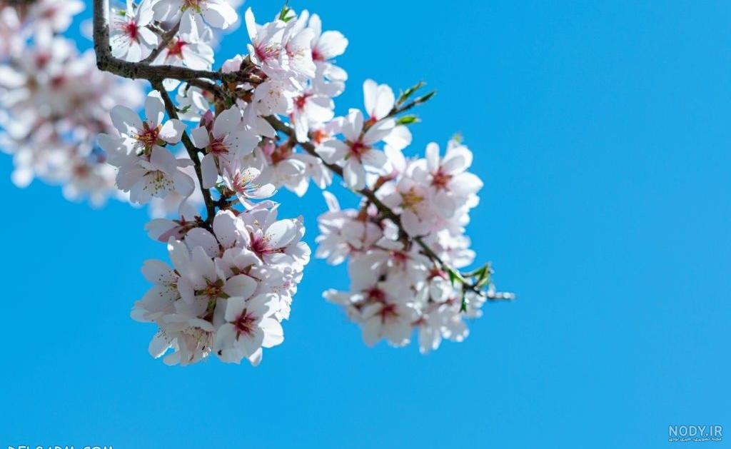 عکس شکوفه درخت الوچه