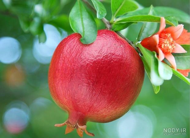 عکس شکوفه درخت انار